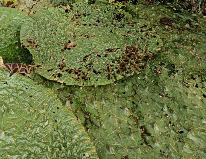 कीट के प्रकोप से मखाना की फसल हो रही प्रभावित
