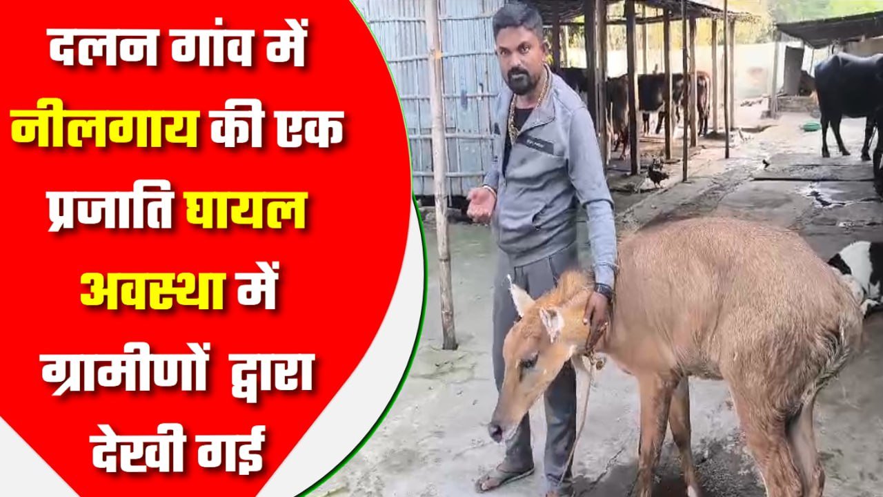 नहीं लिया अधिकारी ने बेजुबान जानवर को रेस्क्यू करने की जिम्मेदारी