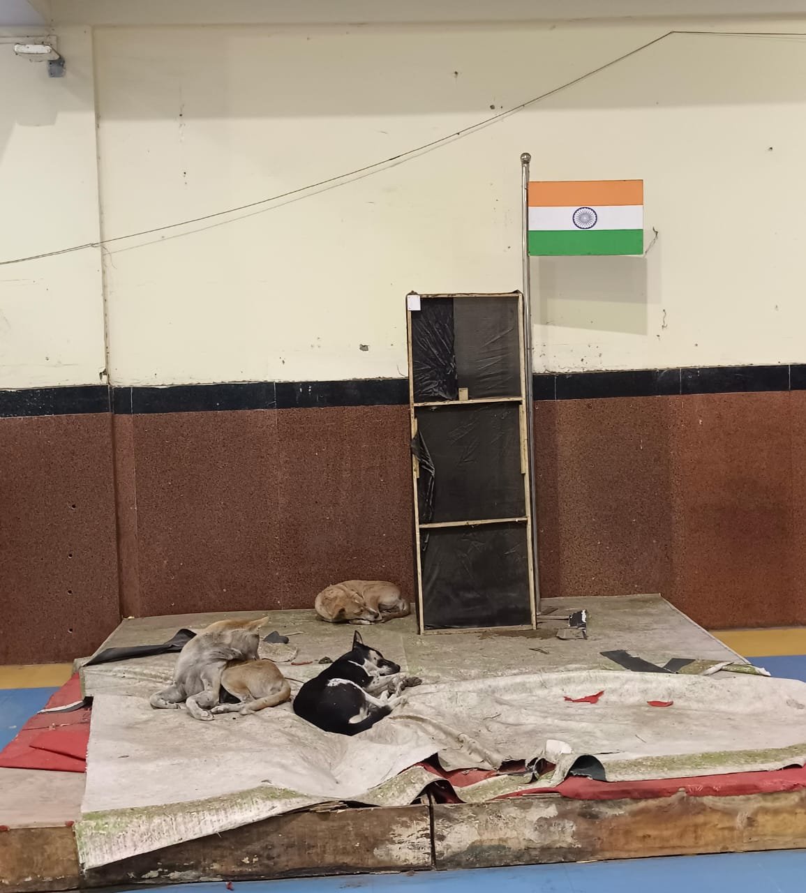 कटिहार रेल मंडल में लावारिस कुत्तों का आतंक, यात्री दहशत में