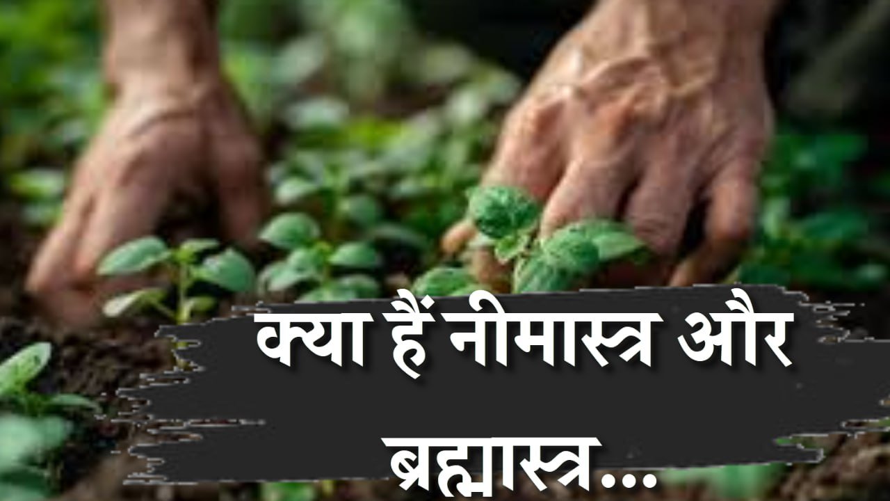 क्या हैं नीमास्त्र और ब्रह्मास्त्र…जिनके प्रयोग से यमुना होगी प्रदूषणमुक्त, गंगा का जल भी होगा अविरल