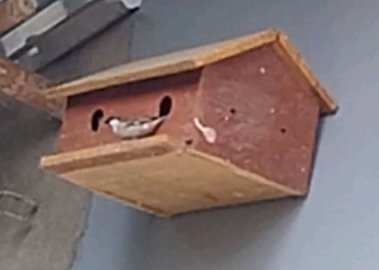 गौरेया के लिए आदर्श वातावरण व संरक्षण को लेकर छात्रा का सार्थक प्रयास