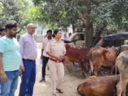 139 मवेशियों की तस्करी का भंडाफोड़, 5 की दर्दनाक मौत, 3 गिरफ्तार, 2 फरार