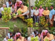 प्रकृति संस्कृति संरक्षण अभियान के अंतर्गत शिवालय परिसर में लगाया गया शिवलिंग का पौधा।