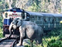 एन एफ रेल में दर्दनाक रेल हादसा,राजधानी एक्सप्रेस हाथियों के झुंड से टकराई, 8 हाथियों की मौत।