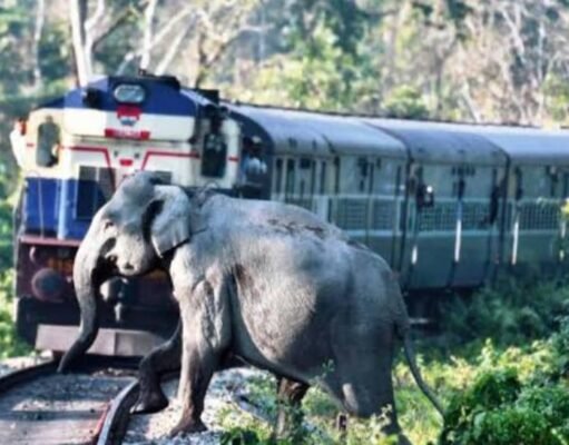 एन एफ रेल में दर्दनाक रेल हादसा,राजधानी एक्सप्रेस हाथियों के झुंड से टकराई, 8 हाथियों की मौत।